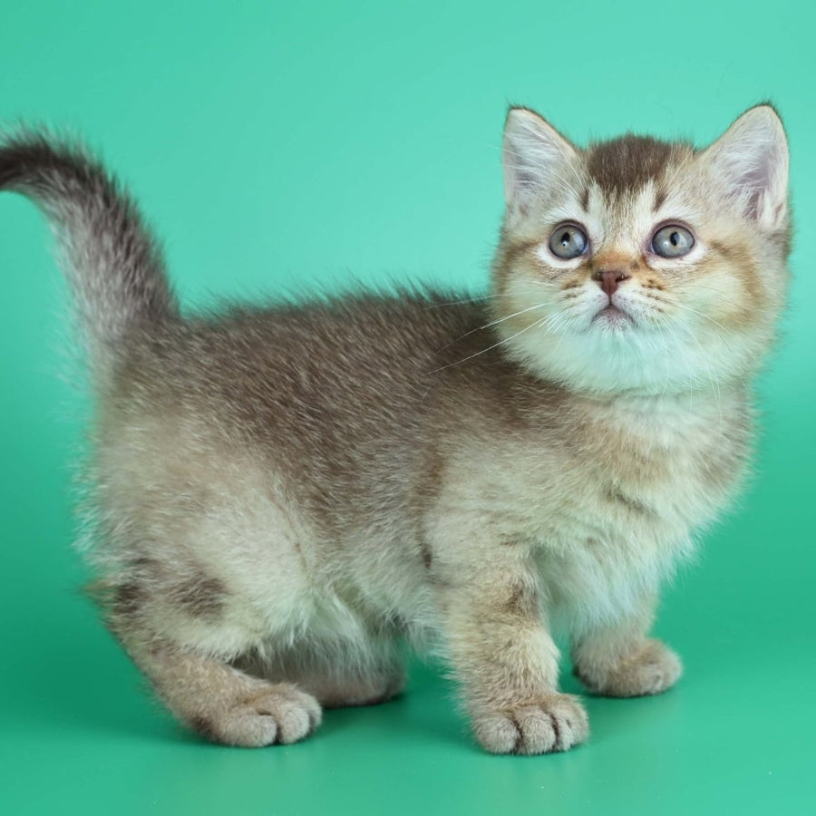 Jina British Shorthair female, chocolate ticked tabby