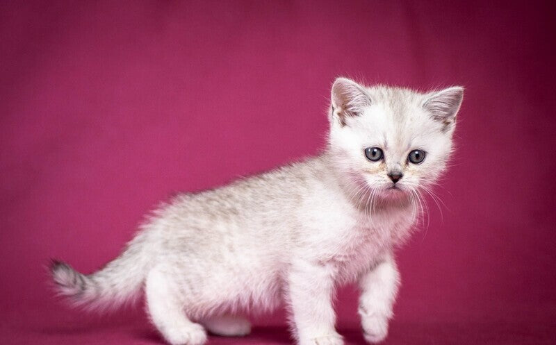 Cameron Scottish Straight male black silver shaded - live animals