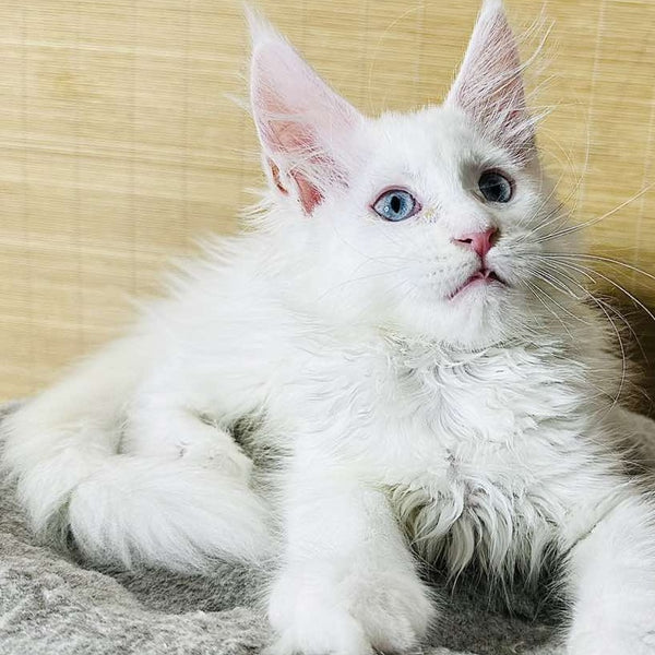 Melissa Maine Coon female, white