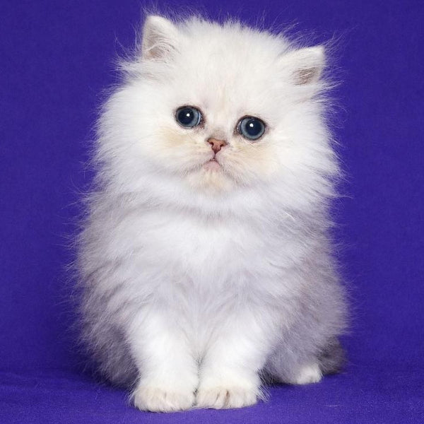 Jake Persian male, black silver shaded