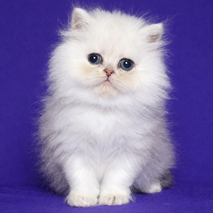 Jake Persian male, black silver shaded