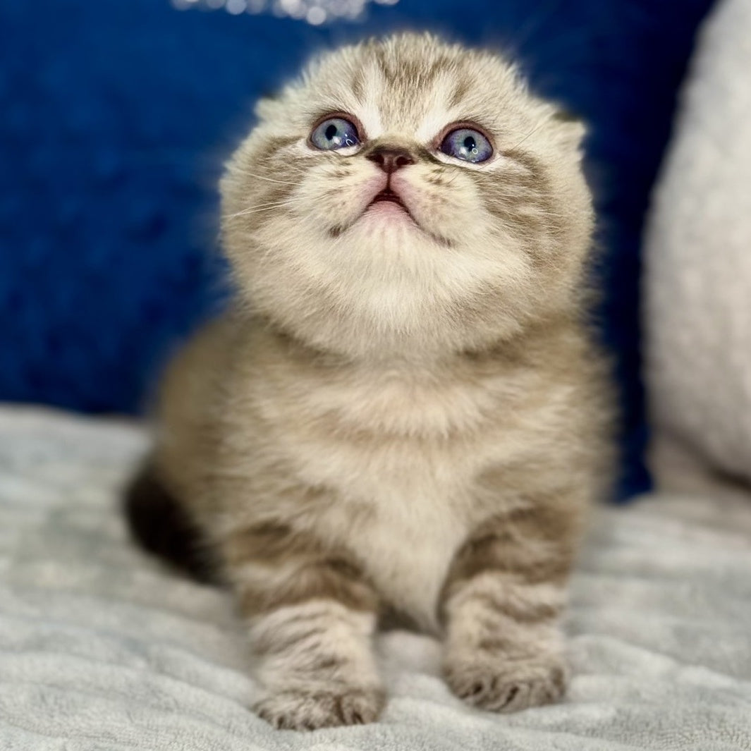 Jerry Scottish Fold male, chocolate tabby pointed