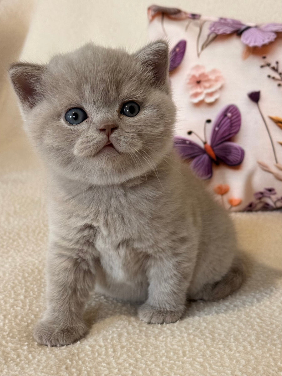 Boston British Shorthair male lilac - live animals