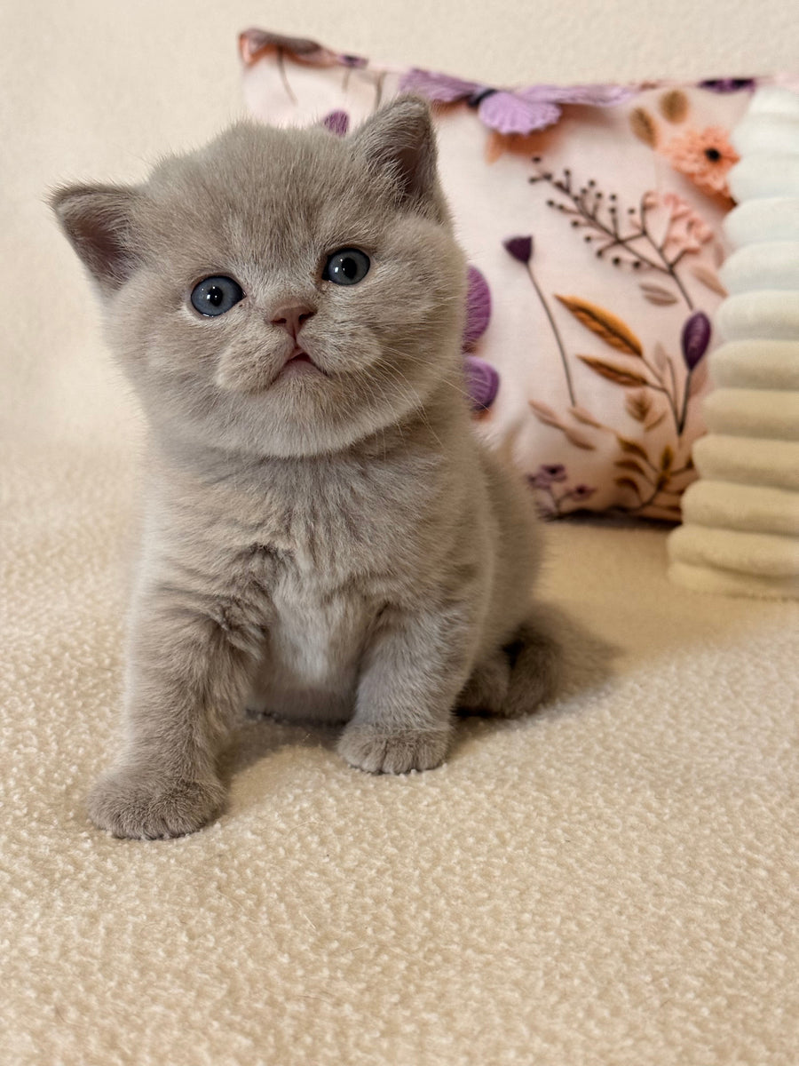 Boston British Shorthair male lilac - live animals