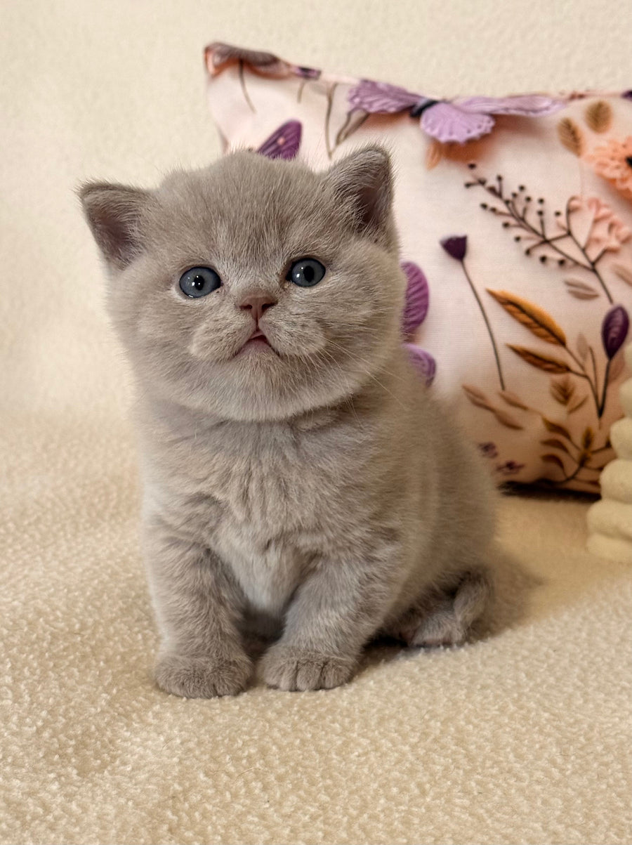Boston British Shorthair male lilac - live animals