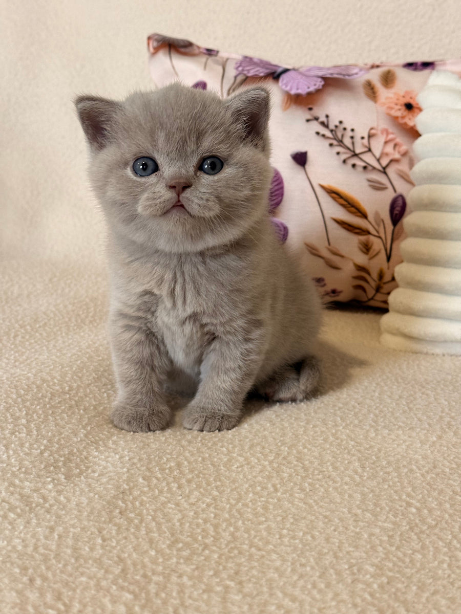Boston British Shorthair male lilac - live animals