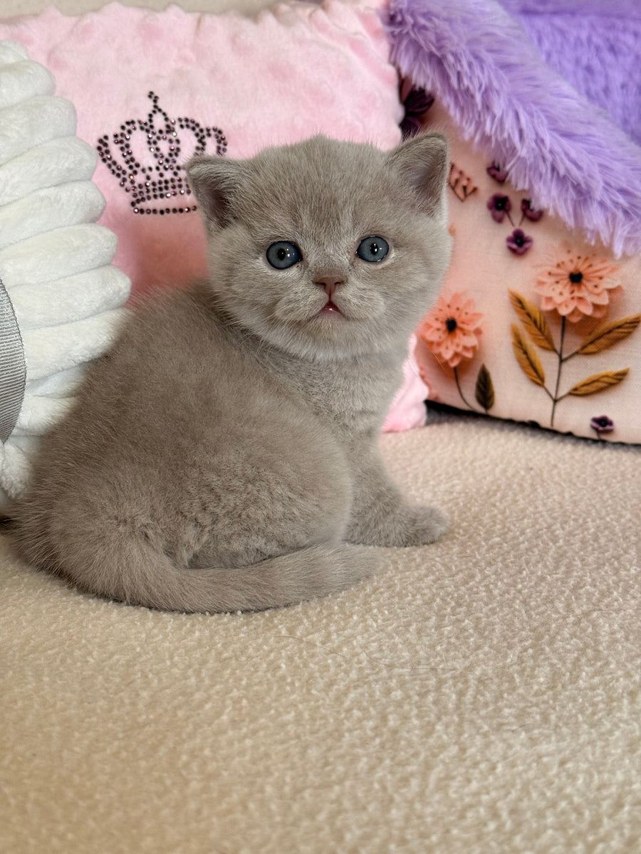 Boston British Shorthair male lilac - live animals