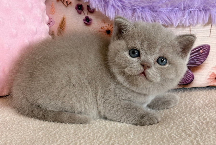 Boston British Shorthair male lilac - live animals