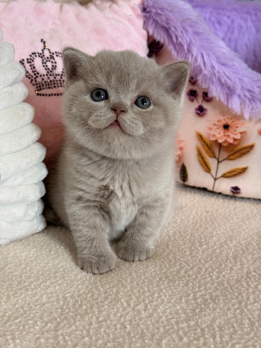 Boston British Shorthair male lilac - live animals