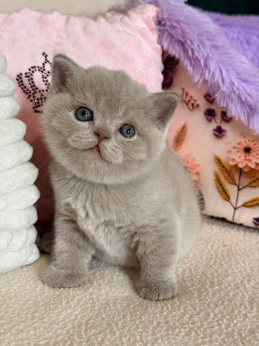 Boston British Shorthair male lilac - live animals