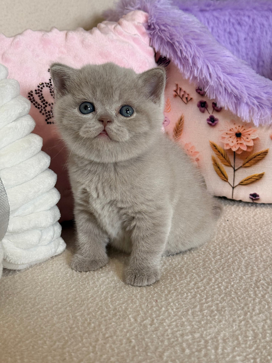Boston British Shorthair male lilac - live animals