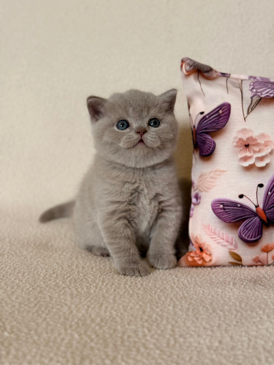 Boston British Shorthair male lilac - live animals