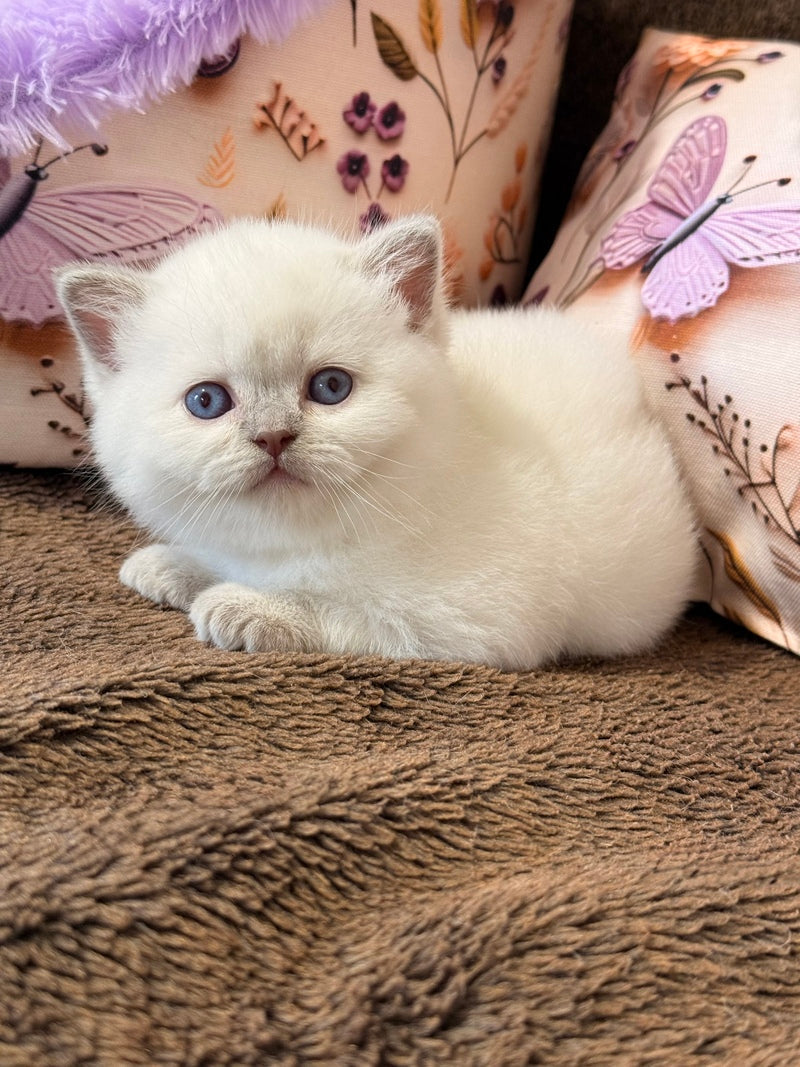 Beauty British Shorthair female fawn pointed - live animals
