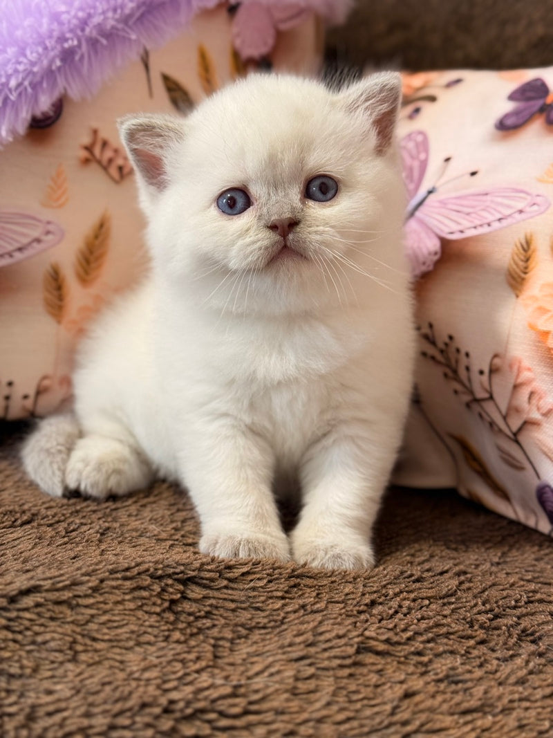 Beauty British Shorthair female fawn pointed - live animals