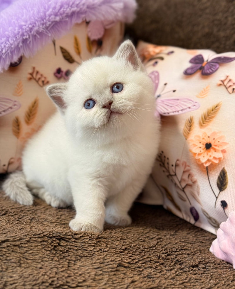 Beauty British Shorthair female fawn pointed - live animals