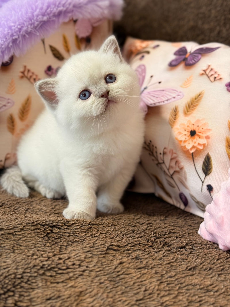 Beauty British Shorthair female fawn pointed - live animals