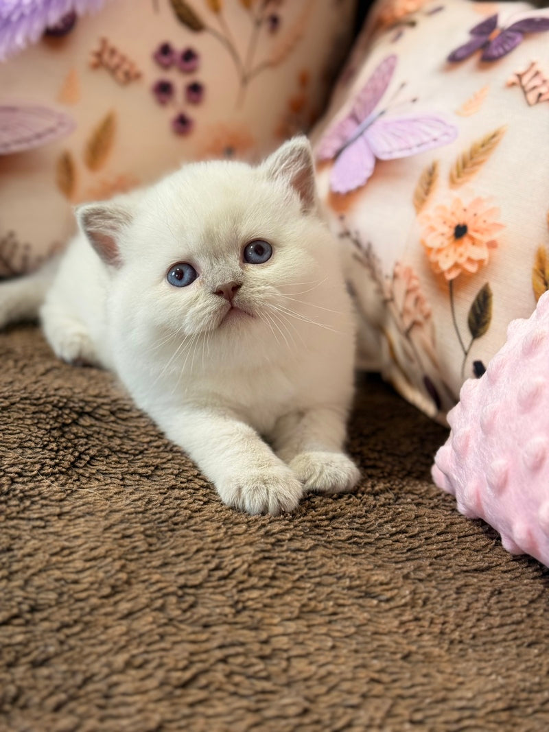 Beauty British Shorthair female fawn pointed - live animals