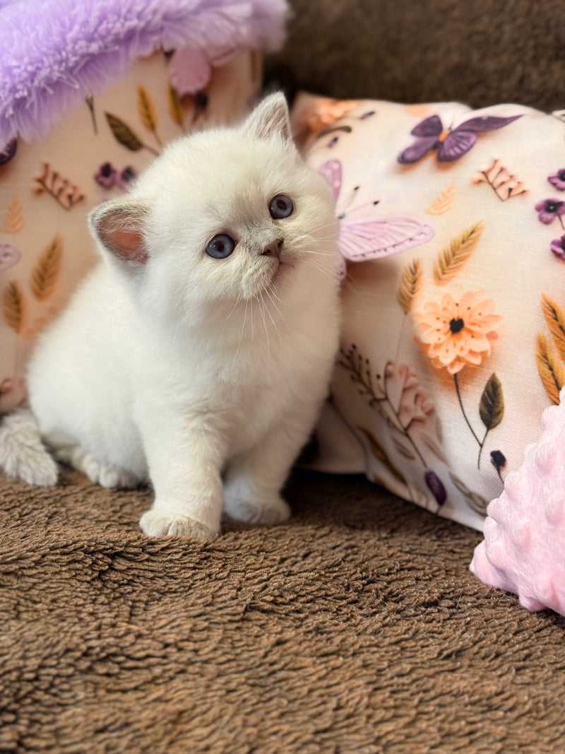 Beauty British Shorthair female fawn pointed - live animals
