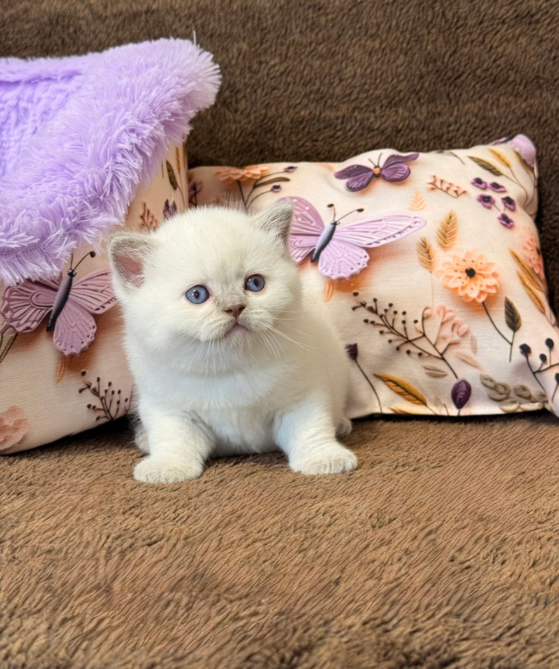 Beauty British Shorthair female fawn pointed - live animals