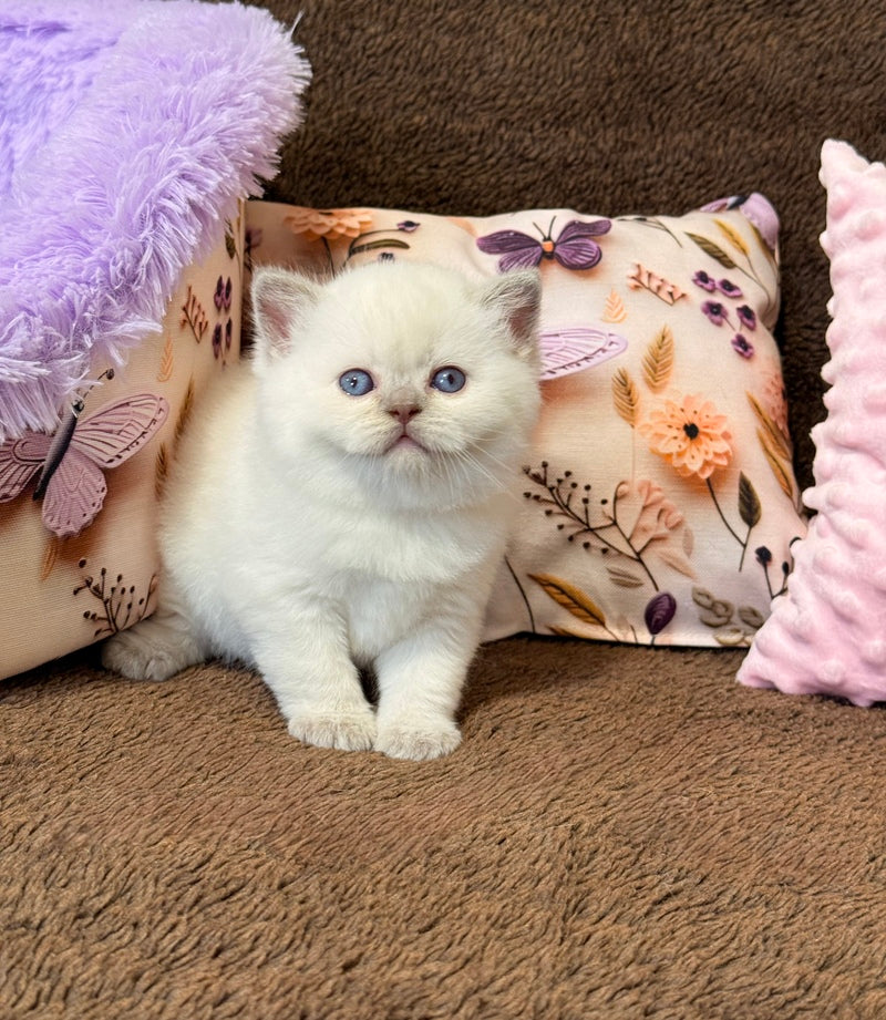 Beauty British Shorthair female fawn pointed - live animals