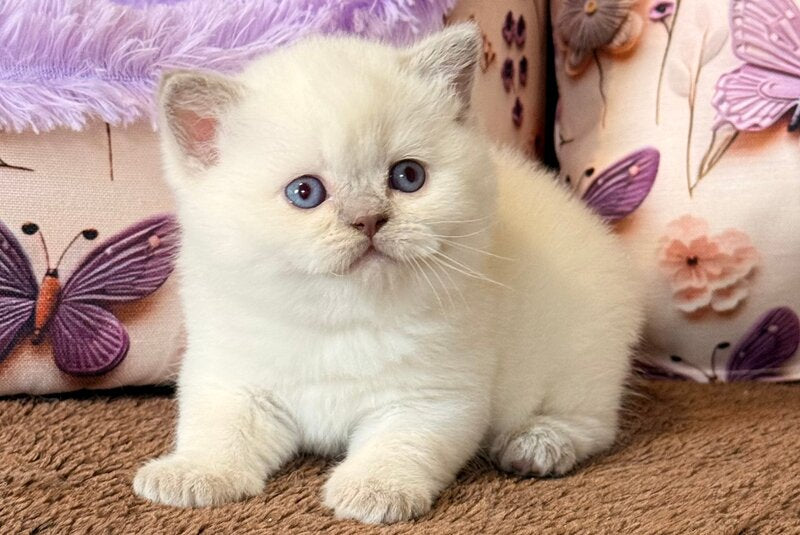 Beauty British Shorthair female fawn pointed - live animals