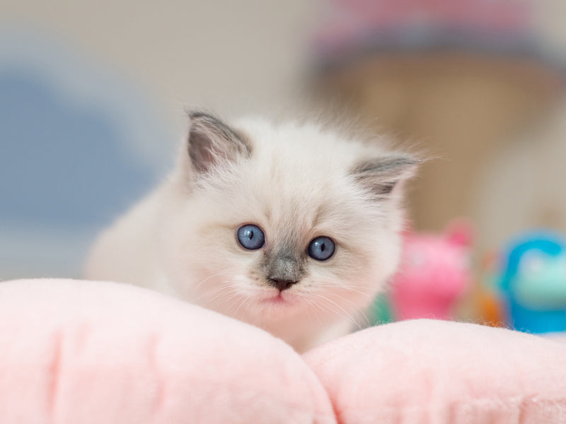 Ultra Ragdoll female blue mitted - live animals