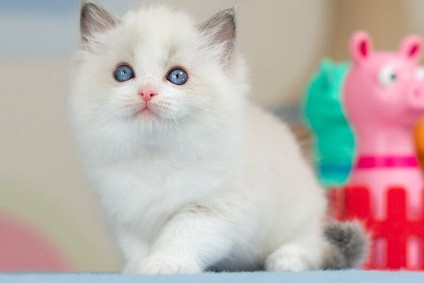 Usher Ragdoll male blue bicolour - live animals