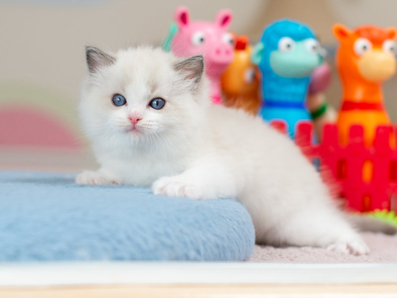 Usher Ragdoll male blue bicolour - live animals