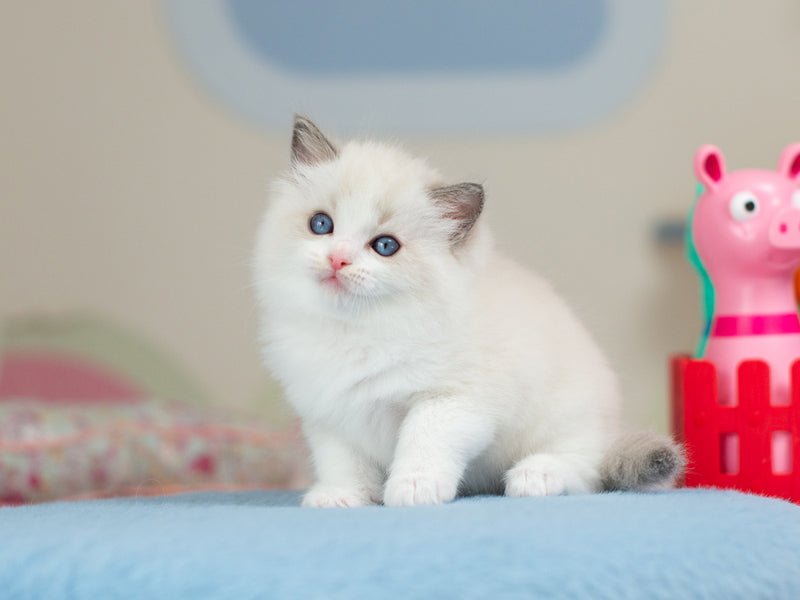 Usher Ragdoll male blue bicolour - live animals
