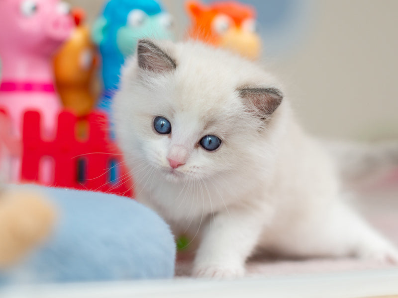 Usher Ragdoll male blue bicolour - live animals