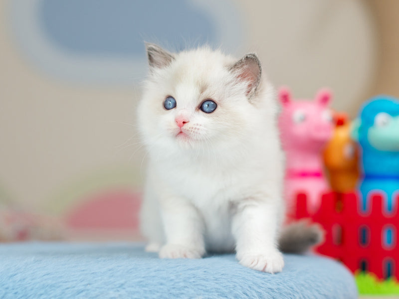 Usher Ragdoll male blue bicolour - live animals