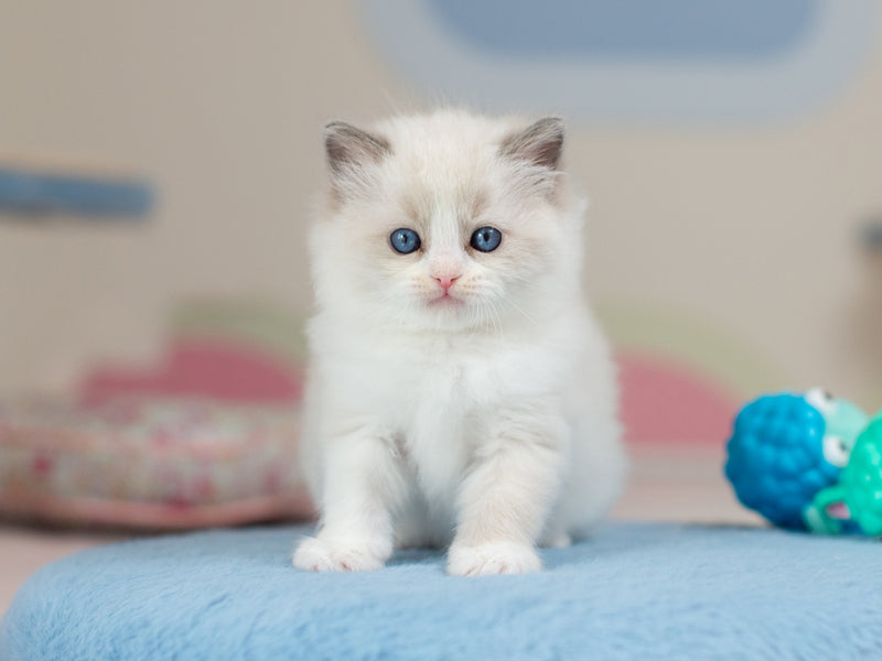 Uno Ragdoll male blue bicolour - live animals