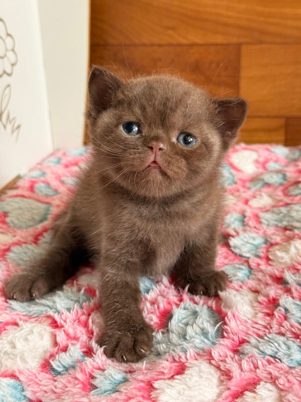 James British Shorthair male chocolate - live animals