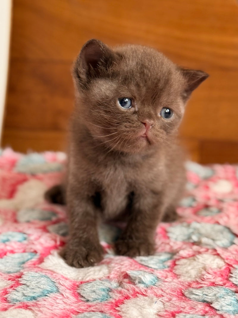 James British Shorthair male chocolate - live animals