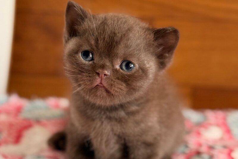 James British Shorthair male, chocolate