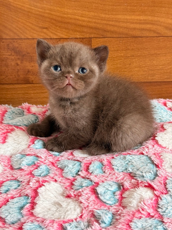 James British Shorthair male chocolate - live animals