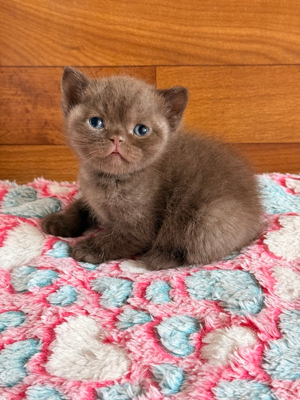 James British Shorthair male chocolate - live animals