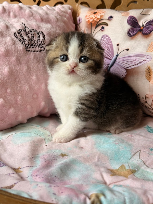 Phillip Scottish Fold male black ticked tabby bicolour - live animals