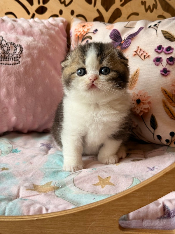 Phillip Scottish Fold male black ticked tabby bicolour - live animals