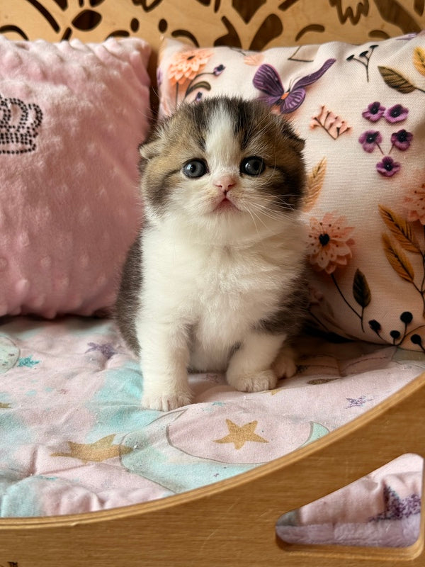 Phillip Scottish Fold male black ticked tabby bicolour - live animals