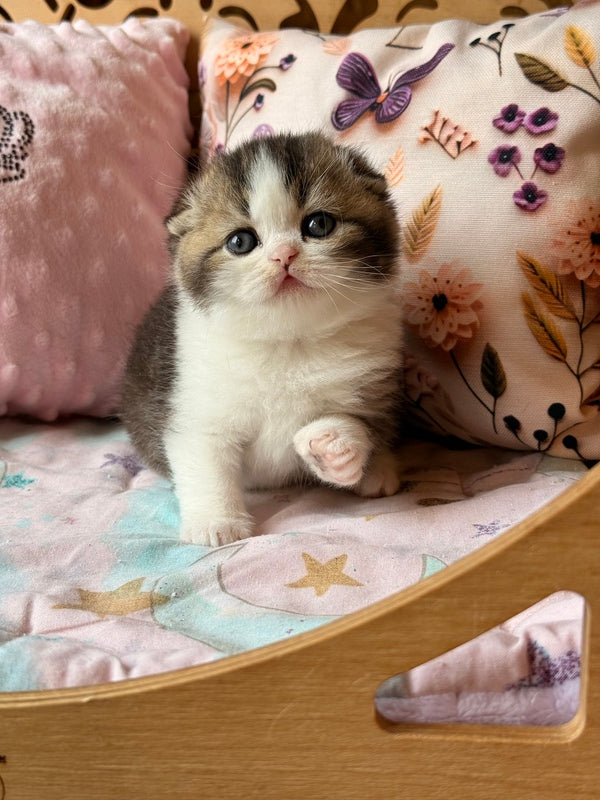 Phillip Scottish Fold male black ticked tabby bicolour - live animals