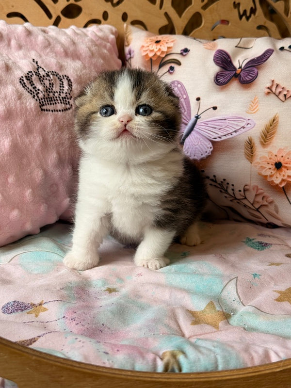 Phillip Scottish Fold male black ticked tabby bicolour - live animals