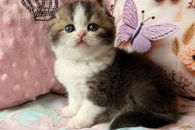 Phillip Scottish Fold male black ticked tabby bicolour - live animals