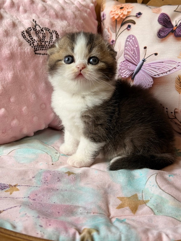 Phillip Scottish Fold male black ticked tabby bicolour - live animals