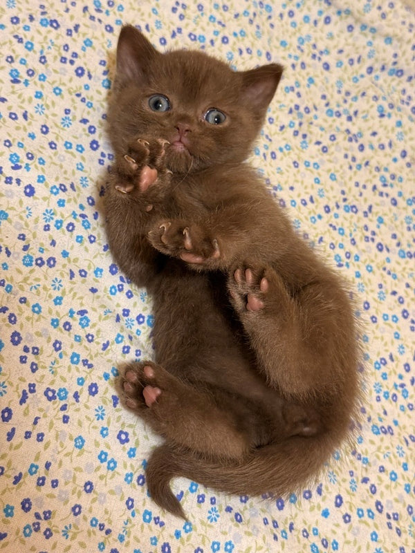 Jennifer British Shorthair female chocolate - live animals