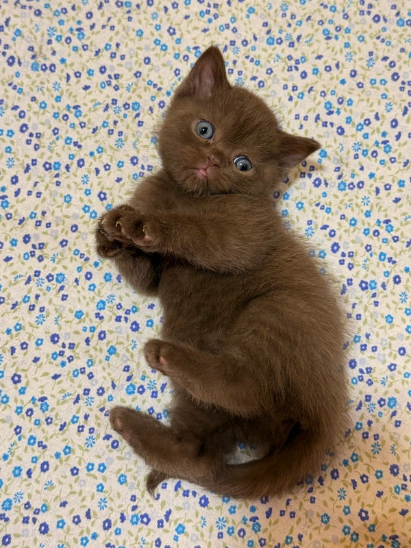 Jennifer British Shorthair female chocolate - live animals