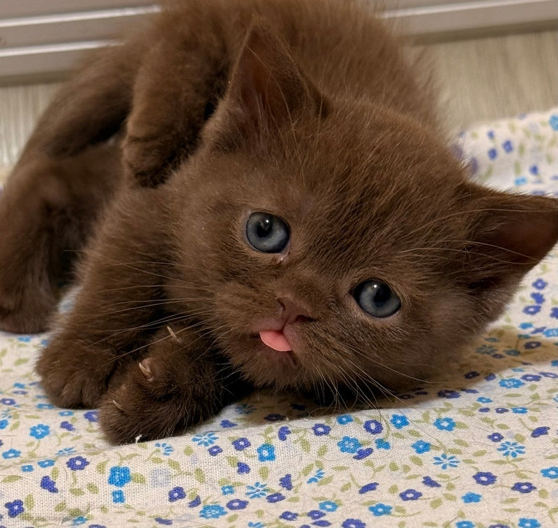 Jennifer British Shorthair female chocolate - live animals