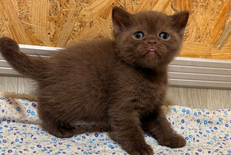 Jennifer British Shorthair female chocolate - live animals