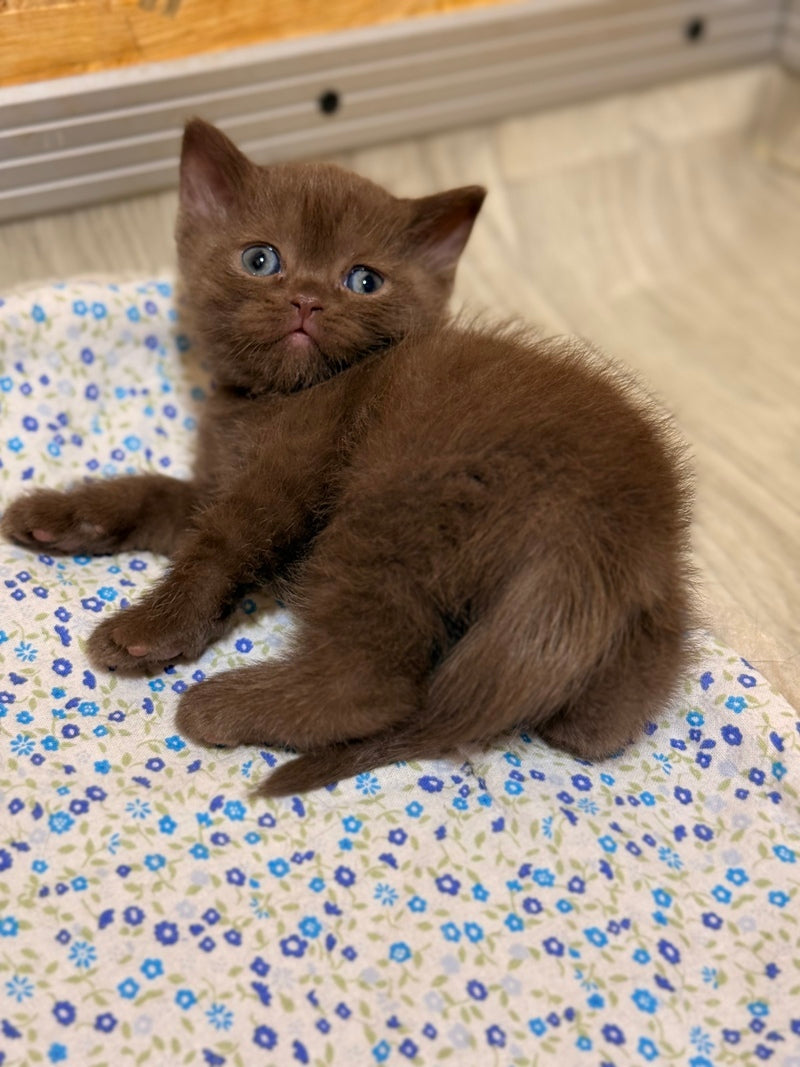 Jennifer British Shorthair female chocolate - live animals