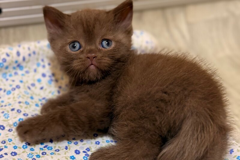 Jennifer British Shorthair female chocolate - live animals